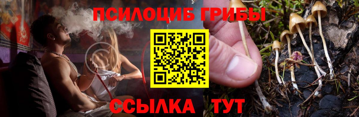 Ржев  Псилоцибиновые грибы Psilocybe  Вход с VPN 